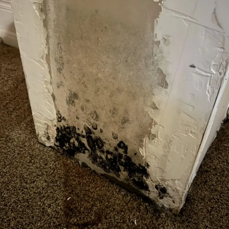 Professional Mold Removal in Landis, NC